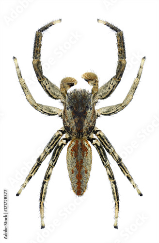 Spider Marpissa radiata on a white background