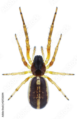 Spider Singa nitidula on a white background