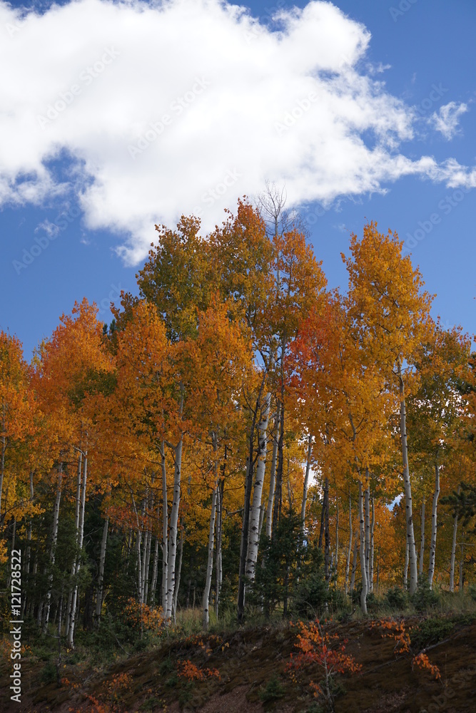 Fall Foliage 