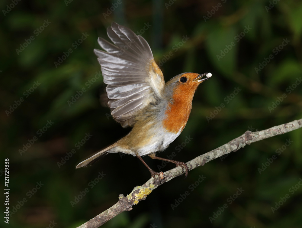 Close up of a robin taking off