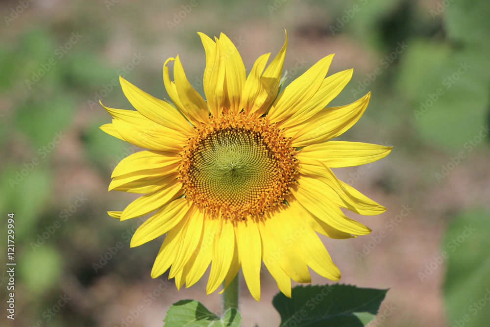 Close up of Big Yellow Sun flower Close up of Big Yellow Sun flower