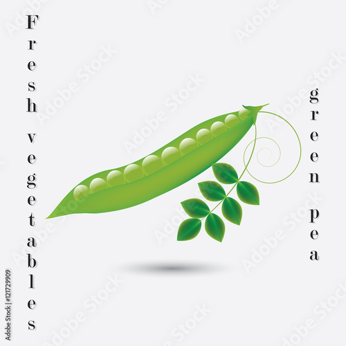green peas pod isolated on white background fresh vegetables inscription art abstract creative modern vector