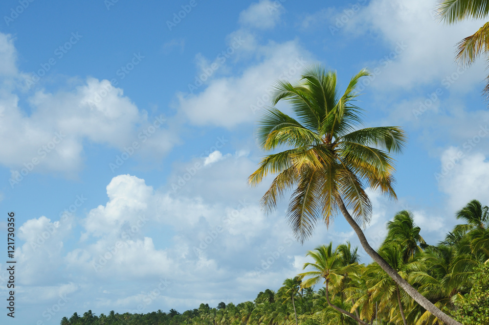 Palm Trees In Front Of Azure Skyline.