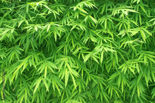 Bush bamboo leaves bright green color used as the background. © treerasak