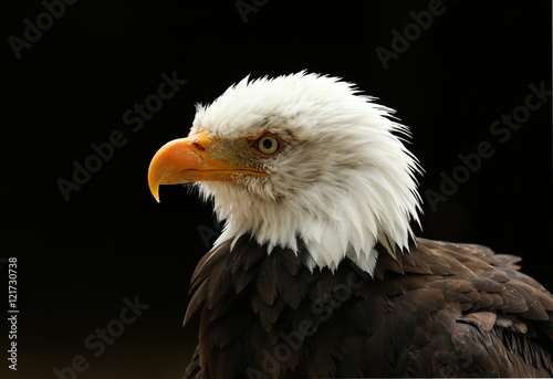 Portrait up of a Bald Eagle