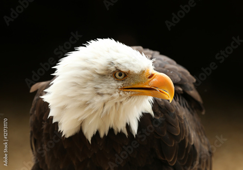 Portrait up of a Bald Eagle