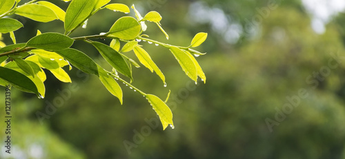 Close up green leaf with water drop  for texture/background.