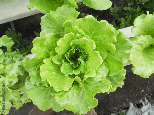 Organic lettuce at hydroponic farm. Food concept 