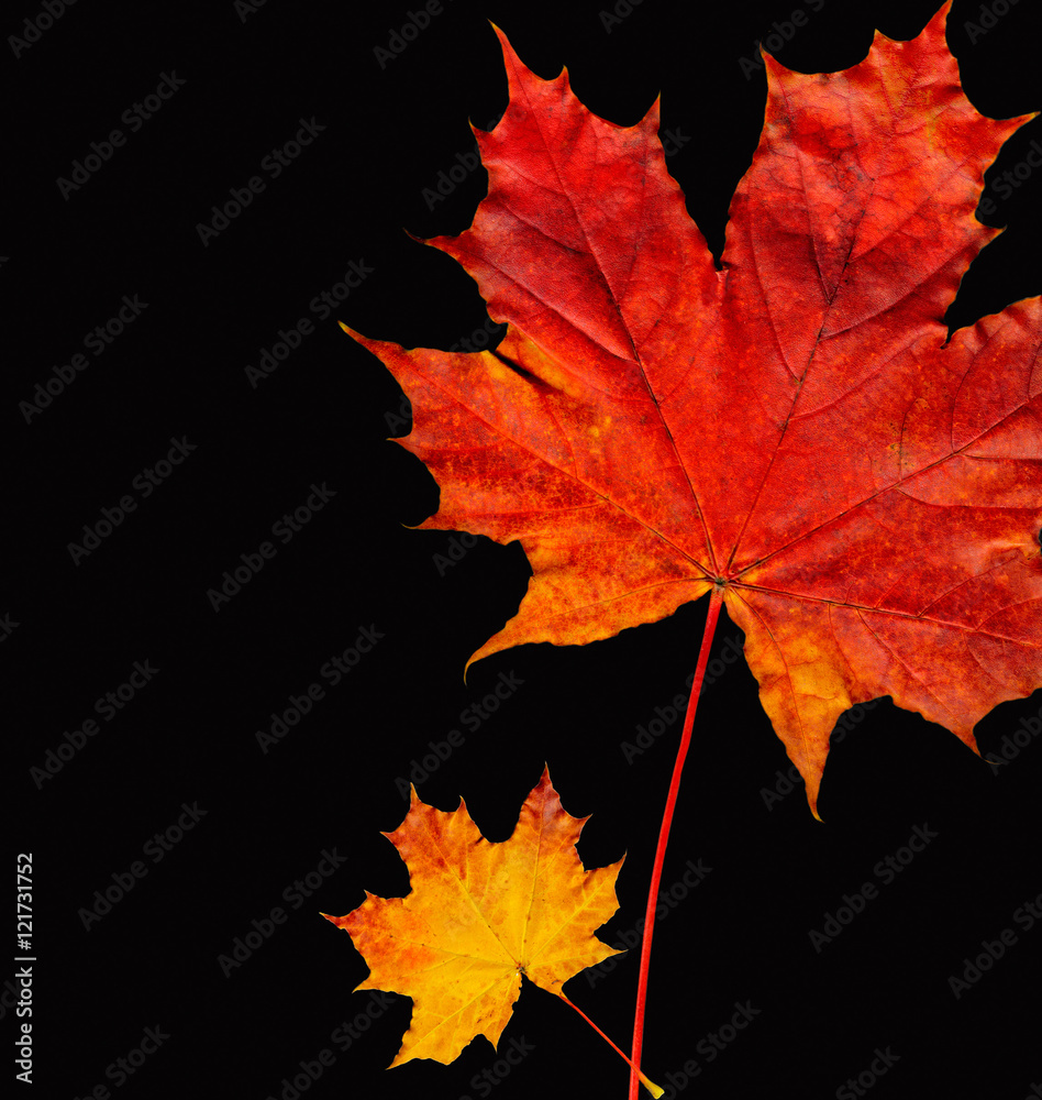 Fototapeta premium Two autumn leaves on a black background