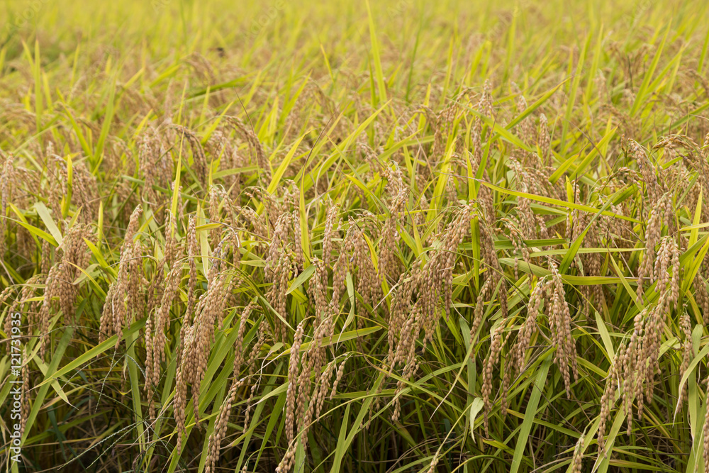 Closeup of golden yellow paddy rice ready for harvest Closeup of golden yellow paddy rice ready for harvest