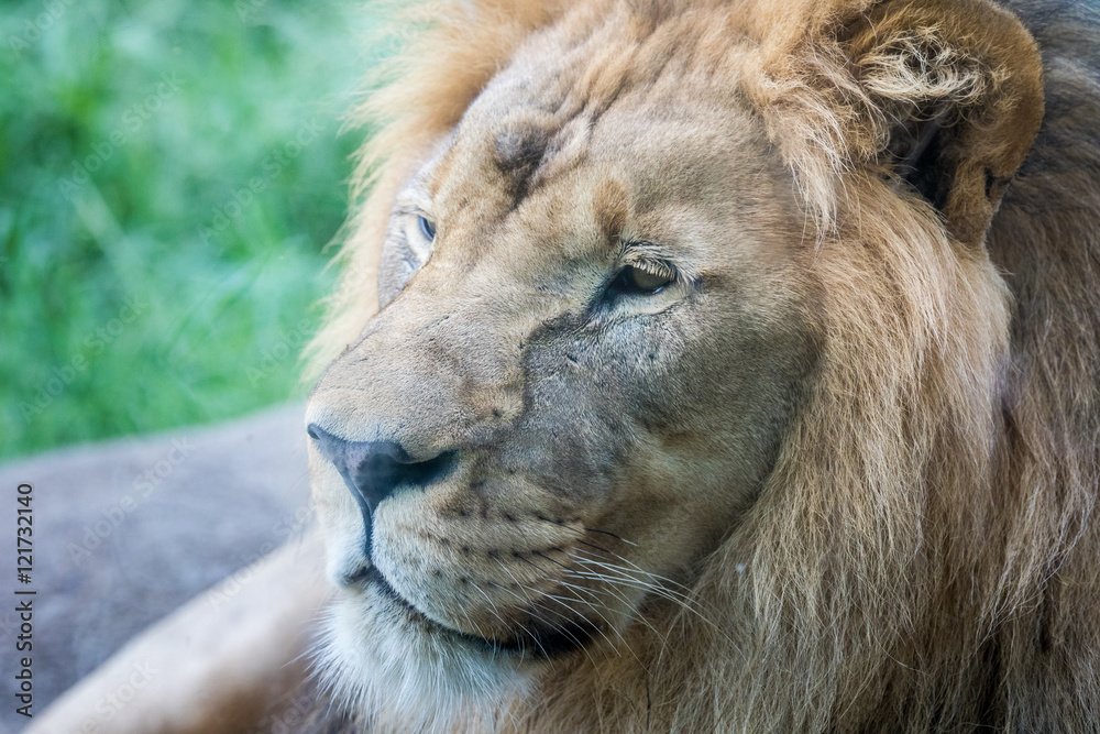 Lion Face Closeup Side View