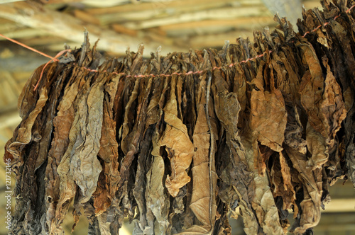 a cigar factory in the Dominican Republic. Tobacco leaves are dried under a canopy of palm leaves. photo toned.