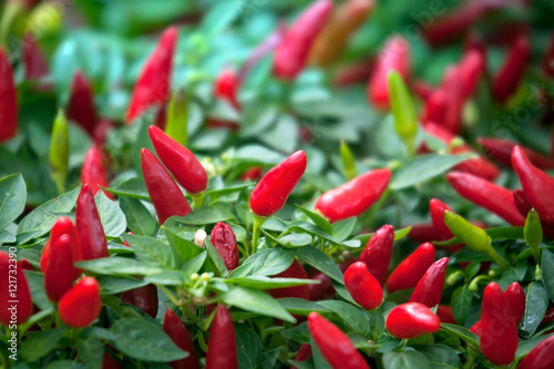 Fotografi ripe red hot chili peppers on the plant
