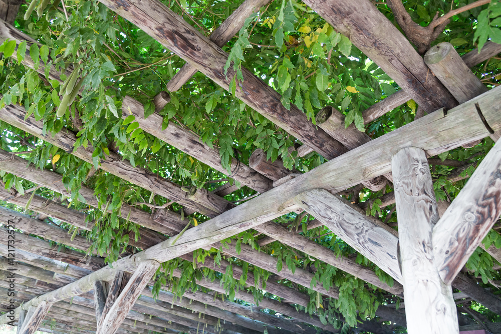 Serene wooden pergola with foliage and leafs