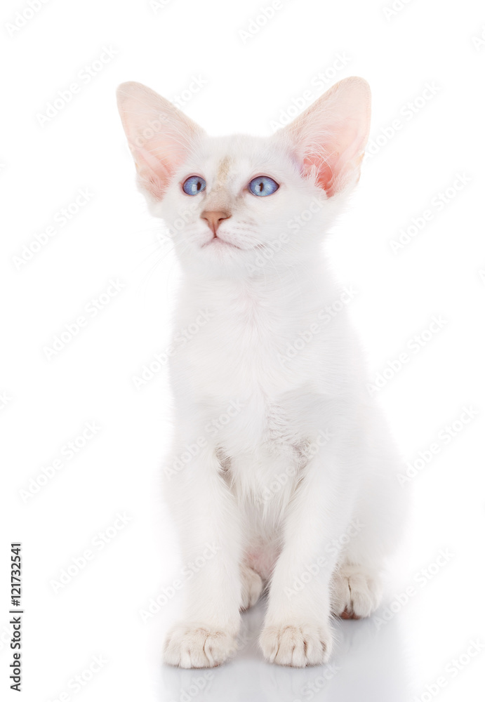 Siamese Balinese cat sits on a white background Siamese Balinese cat sits on a white background