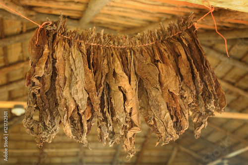 Wallpaper Mural a cigar factory in the Dominican Republic. Tobacco leaves are dried under a canopy of palm leaves. photo toned. Torontodigital.ca