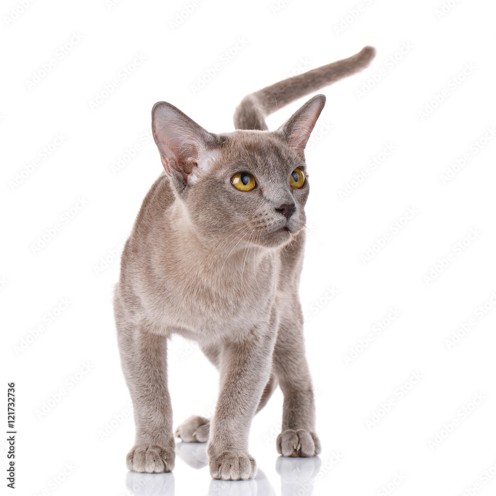 gray burmese cat portrait