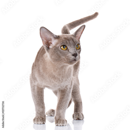 gray burmese cat portrait