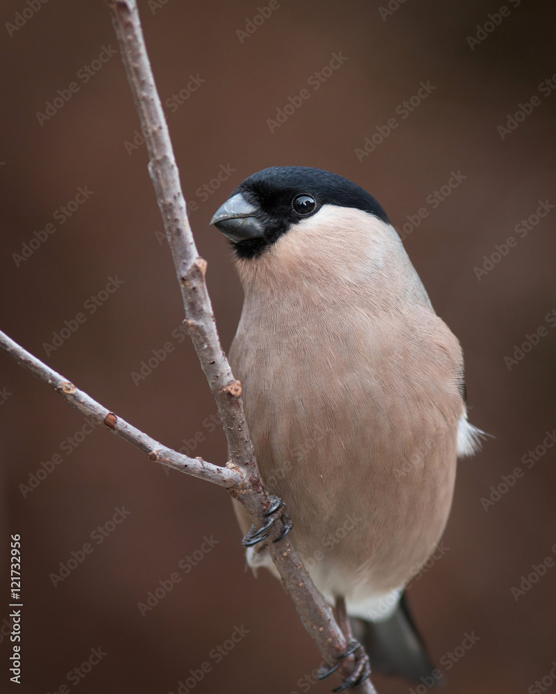 Obraz premium Eurasian bullfinch