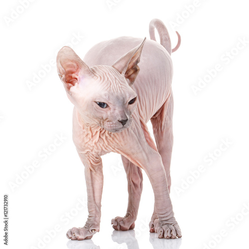 Sphynx kitten on white background