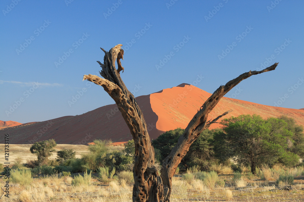 Duna nel deserto della Namibia