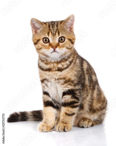Portrait cat, scottish Straight © serkucher