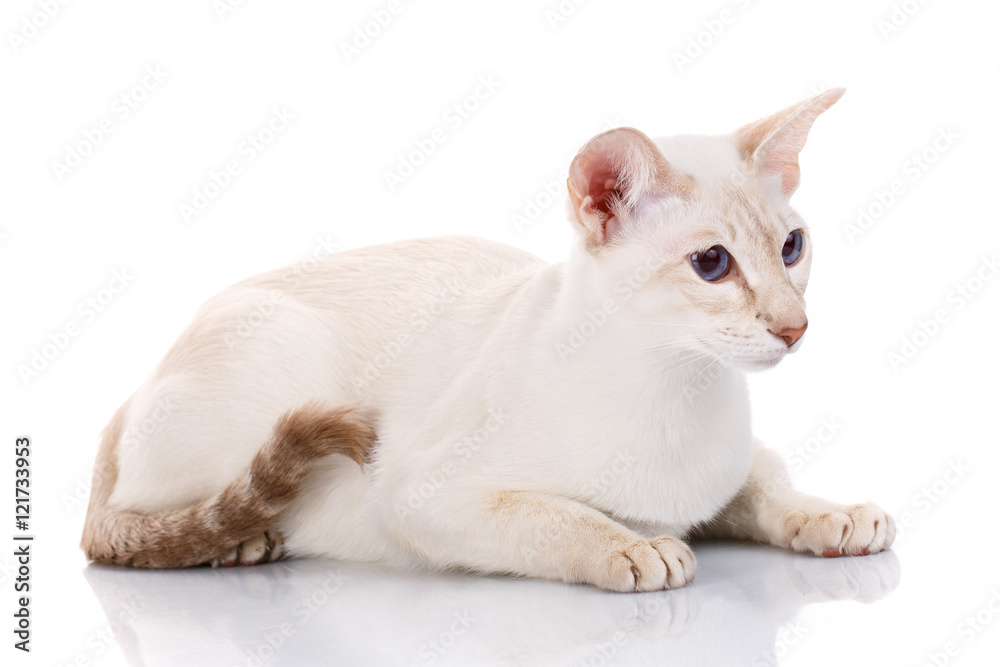 siamese cat posing on a white background