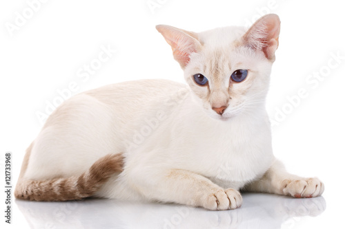 Fototapeta Naklejka Na Ścianę i Meble -  brown cat lying on white background, side view