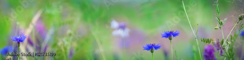 Φωτογραφία Cornflowers, summer meadow, panorama
