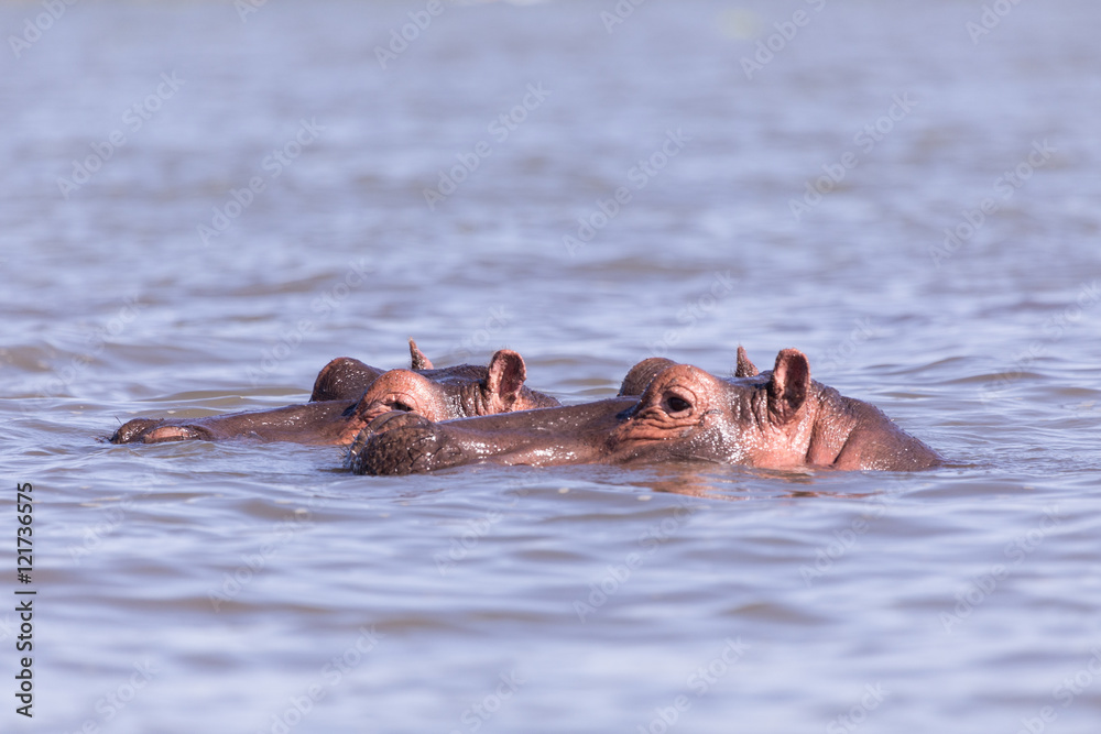 Fototapeta premium hippos bathing in Lake mombasa, kenya