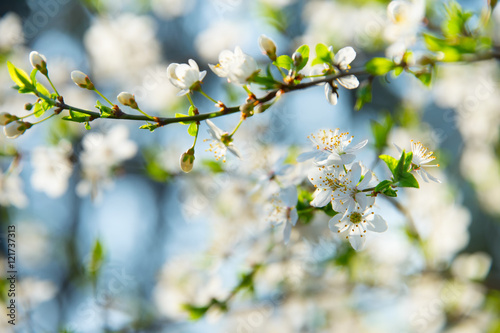 Apricot blossom flowers