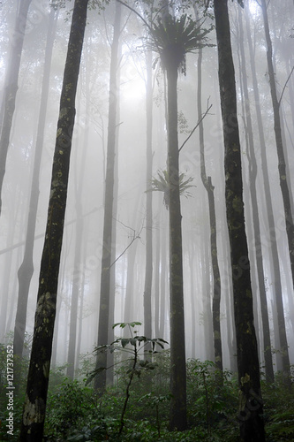 Tropical forest