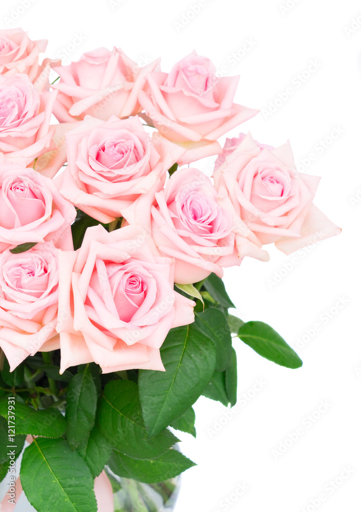 Pink blooming roses close up isolated on white background Pink blooming roses close up isolated on white background