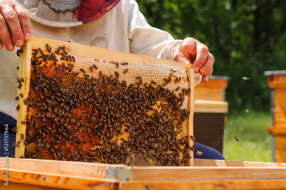 Beekeeper holding frame of honeycomb with bees Beekeeper holding frame of honeycomb with bees