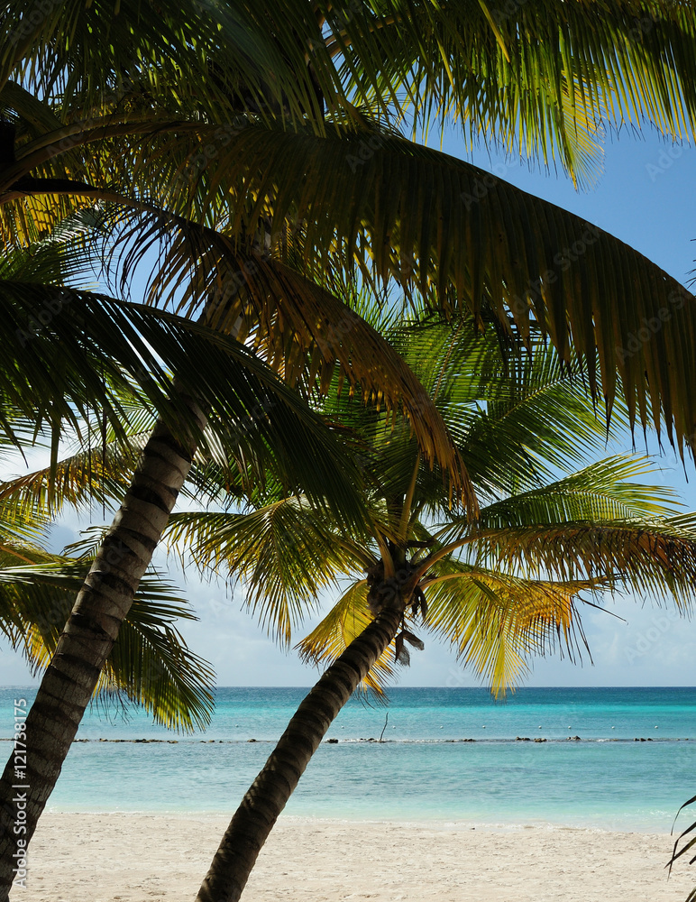 Fototapeta premium palm tree