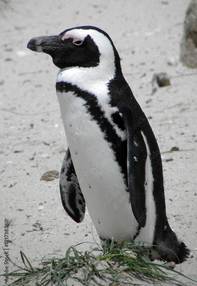 Naklejka premium African Penguin