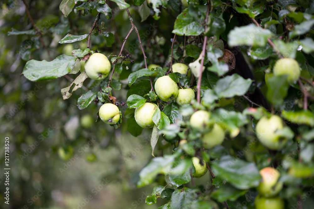 Ripe apples on the tree Ripe apples on the tree