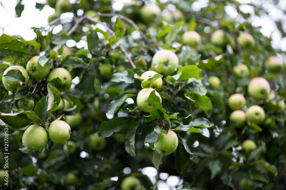 Ripe apples on the tree in garden