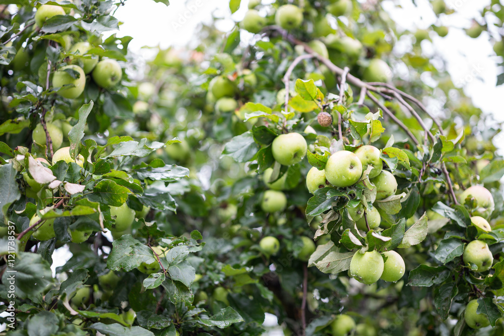 Ripe apples on the tree in garden