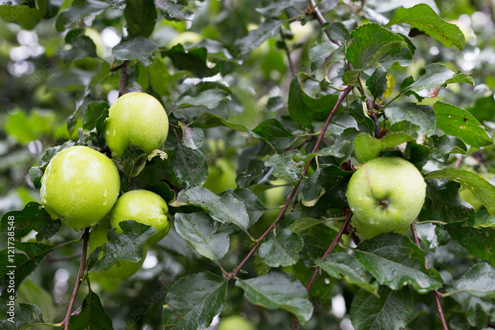 green ripe apples on tree branch in garden