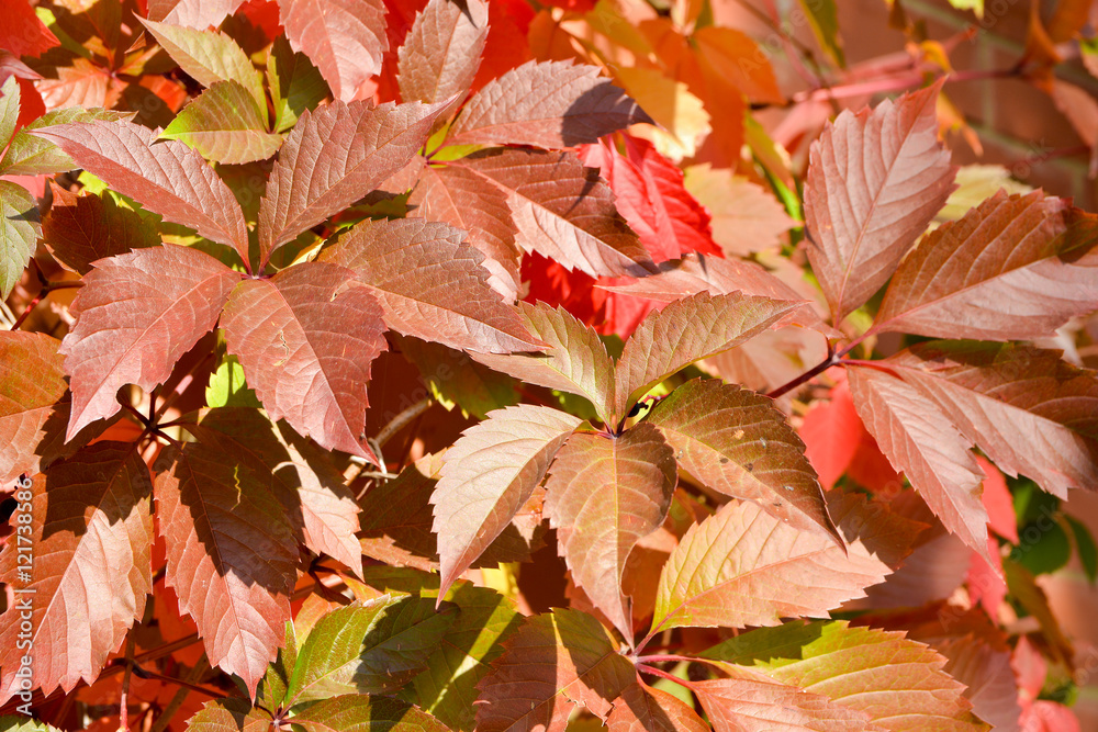 Autumn leaves Autumn leaves