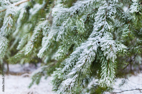Winter Forest, spruce branches covered with snow. © nordroden