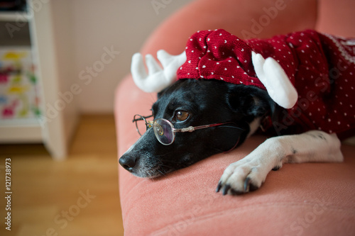 Cute black-and-white dog in suit of reindeer lays on a red sofa