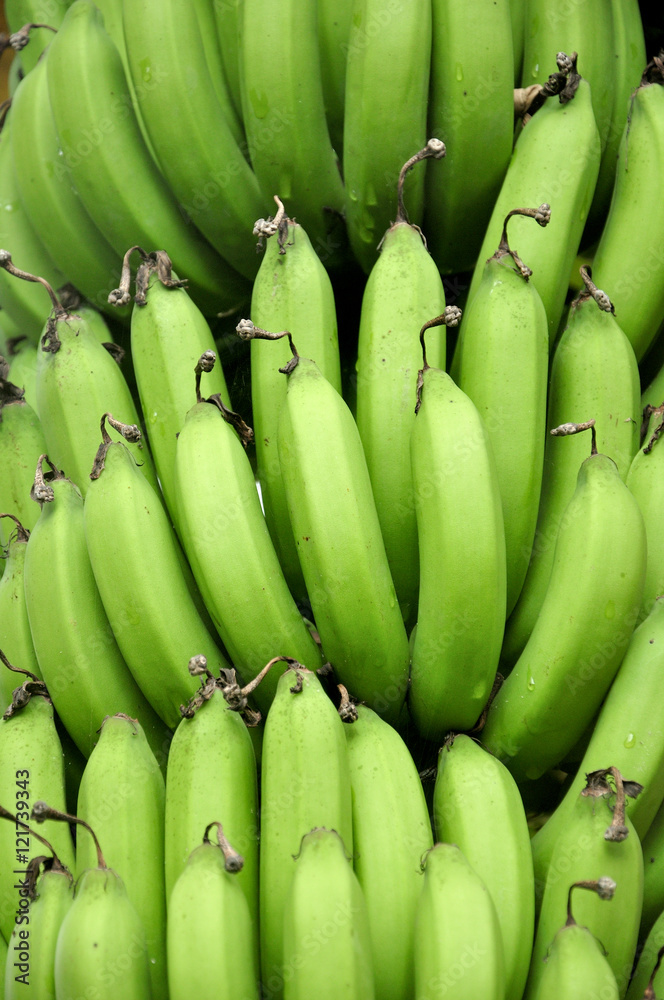 Fresh green bunch of bananas