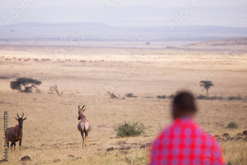 Maasai walking in the savannah at sunset