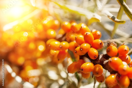 Branch of sea-buckthorn tree