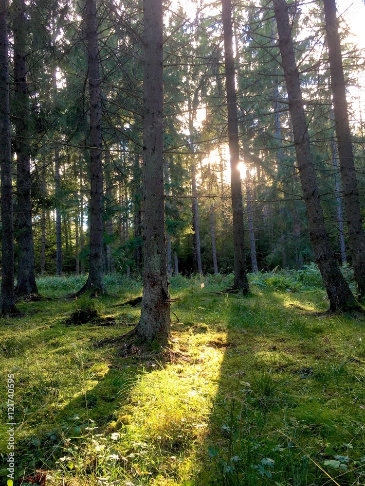 Obraz premium the woods