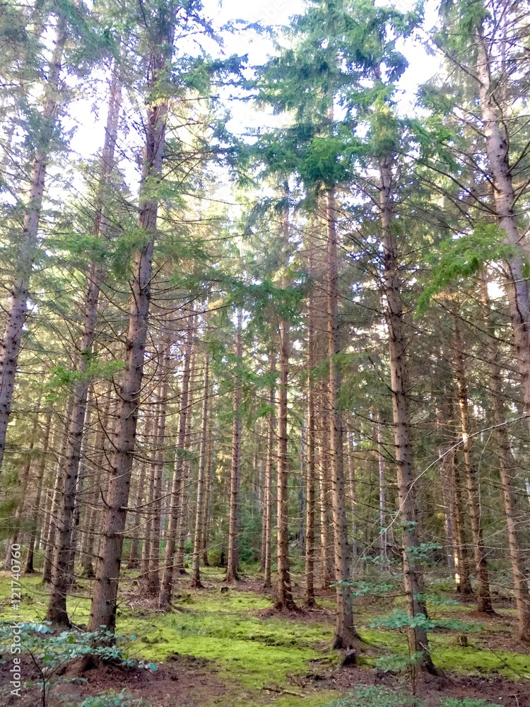 Obraz premium the woods