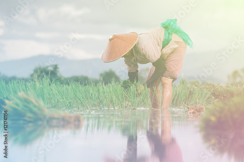 Kengtung , Myanmar - June 18 : Shan local farmer works in a rice field in a rural area in Kengtung , Myanmar , on June 18, 2016 . photo