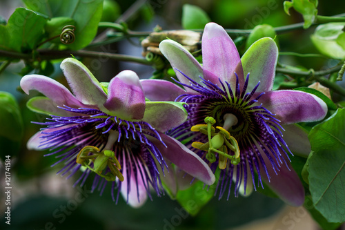 Tropical passion flower